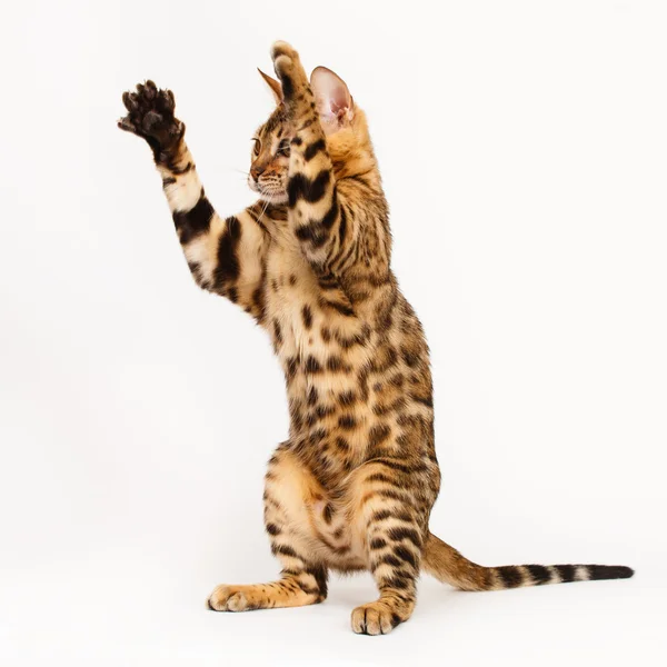 Bengal katt spelar — Stockfoto