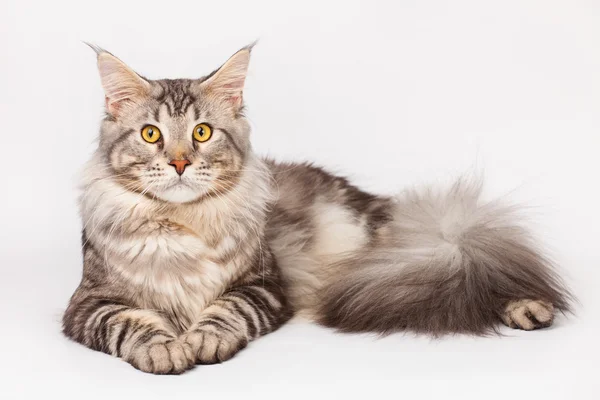 Мейн Кун кішка — стокове фото