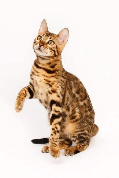 Bengal-Katze spielt — Stockfoto