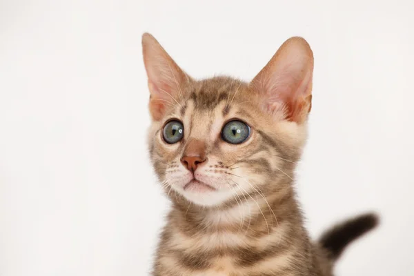 青いベンガル子猫 — ストック写真