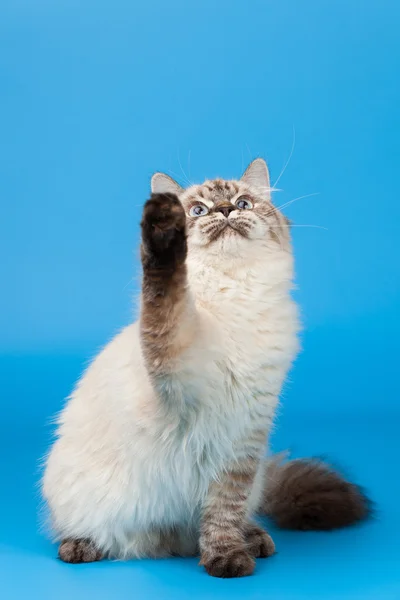 Gato siberiano —  Fotos de Stock