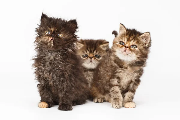Kocięta perskie Zdjęcie Stockowe