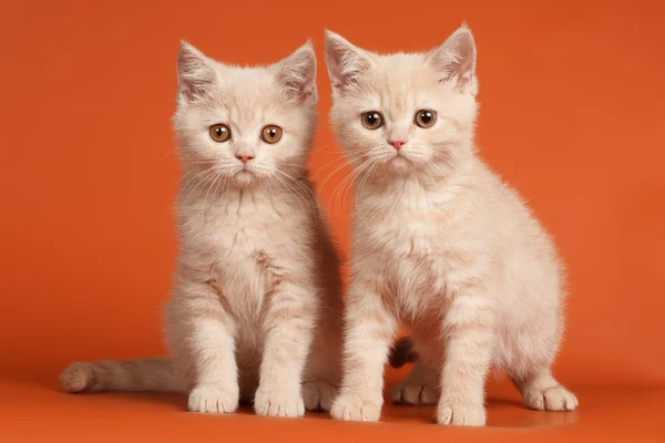 Britská krátkosrstá koťata Royalty Free Stock Obrázky