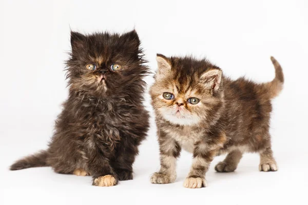 Chatons persans Images De Stock Libres De Droits