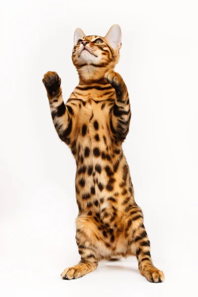 Bengáli macska játszik Stock Kép