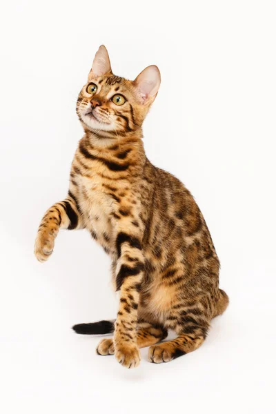 Oynarken bengal kedisi Stok Fotoğraf
