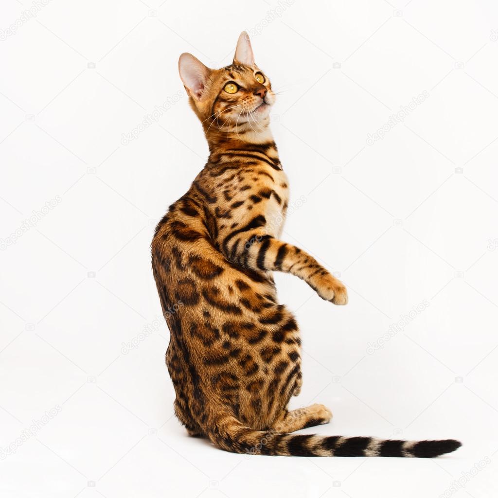 kipuxa