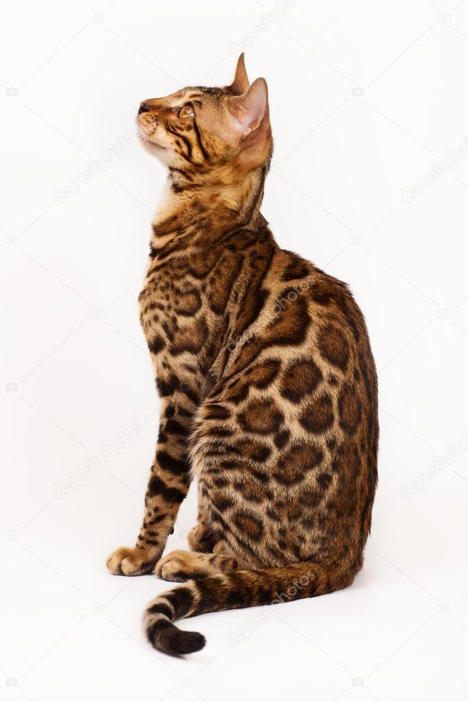 kipuxa