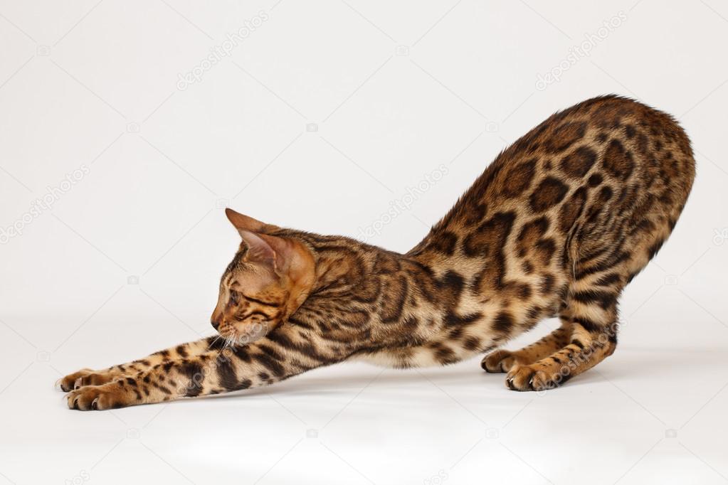 kipuxa