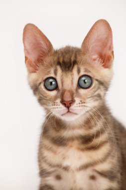 Mavi Bengal yavru kedi