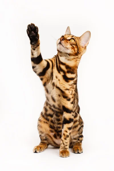 oynarken bengal kedisi