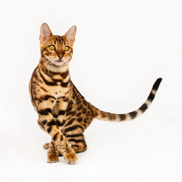 Bengalisk katt — Stockfoto