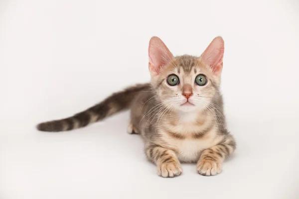 Blå Bengal kattunge — Stockfoto