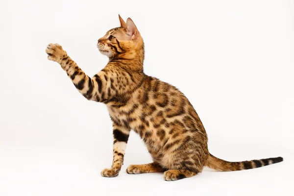 Bengal-Katze spielt — Stockfoto