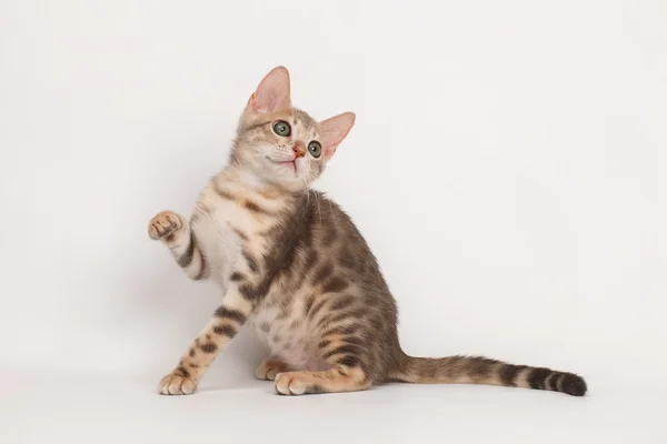 Gatinho de bengala azul — Fotografia de Stock