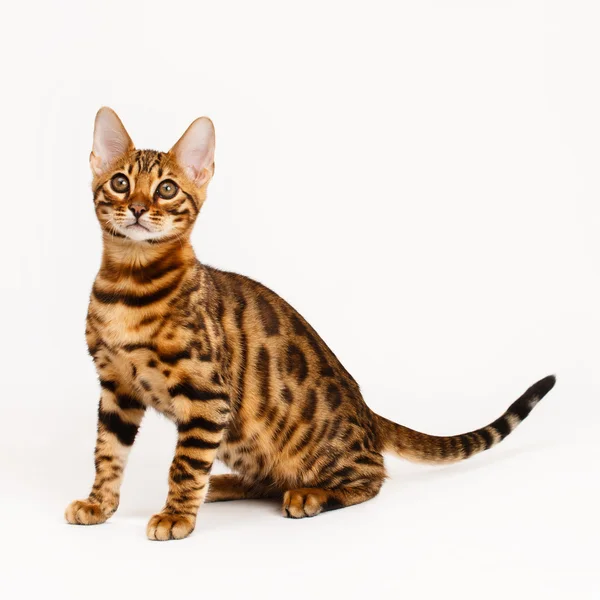 Bengalische Katze — Stockfoto