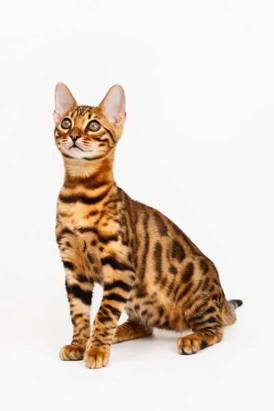 Gato de Bengala —  Fotos de Stock