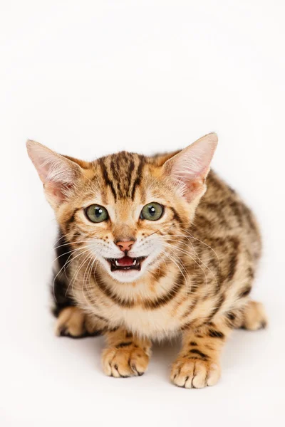 Bengalisk katt — Stockfoto