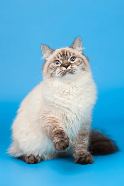 Sibirische Katze — Stockfoto