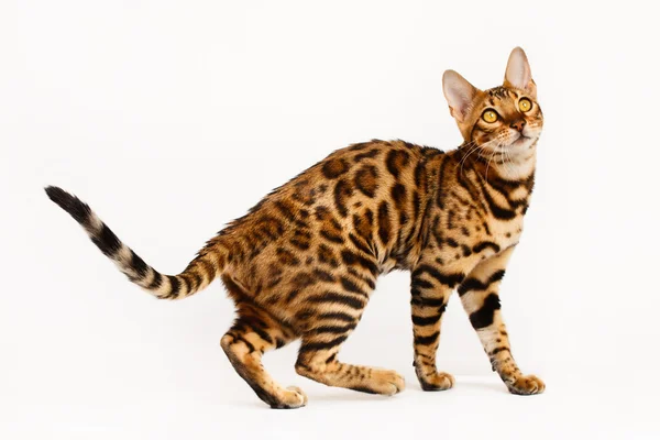 Bengal Cat — Stock Photo, Image