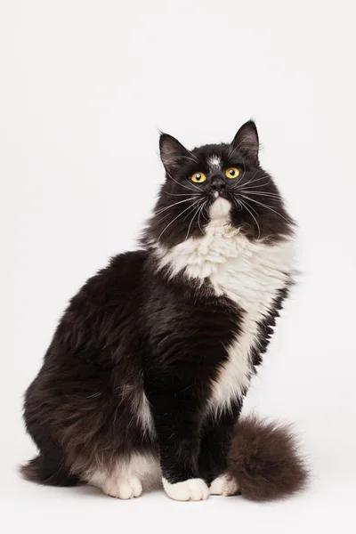 Siyah ve beyaz siberian kedi — Stok fotoğraf