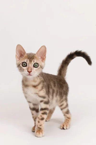 Blue Bengal Kitten — Stock Photo, Image