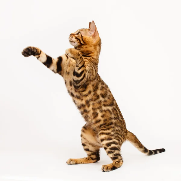 Bengal-Katze spielt — Stockfoto