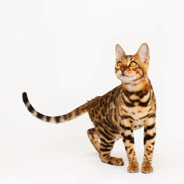 Bengalische Katze lizenzfreie Stockfotos