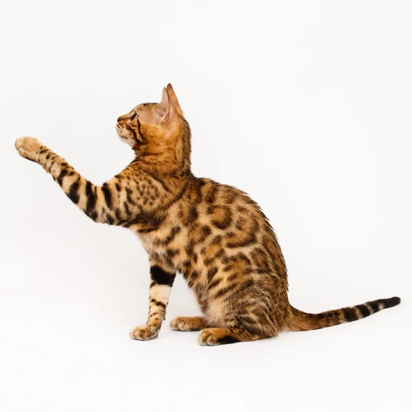 Bengal-Katze spielt lizenzfreie Stockfotos