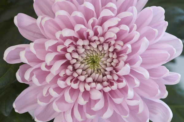 Chrysant bloem. — Stockfoto