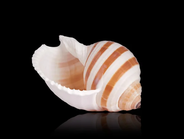 Seashell of Tonna Sulcosa. — Stock Photo, Image