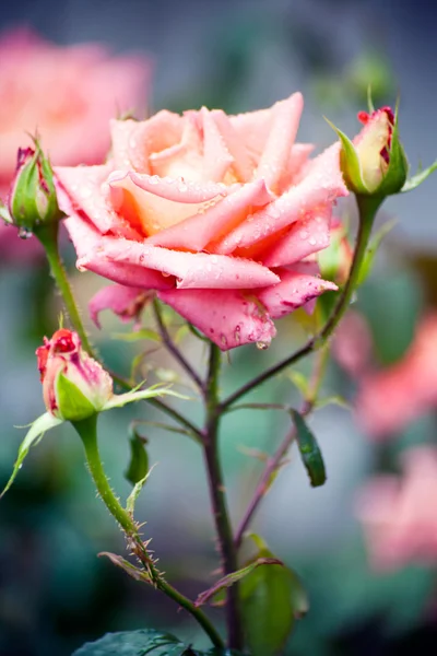 Pink rose in garden — Stock Photo, Image