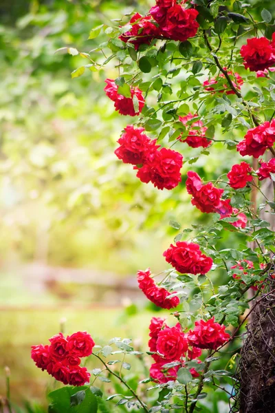 Roses frame with sunlight — Stock Photo, Image