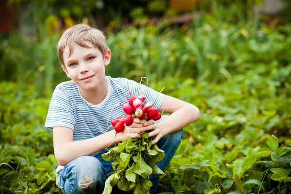 Урожай редьки и мальчик — стоковое фото