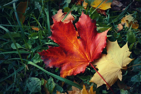 Herbstblätter — Stockfoto