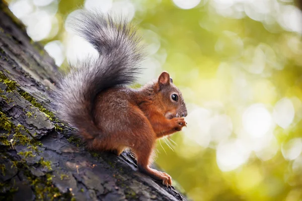 Eichhörnchen mit Nuss — Stockfoto