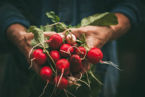 Radieschenernte Auf Händen Eines Alten Bauern — Stockfoto