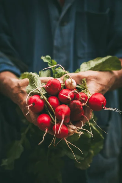 Raccolta Ravanelli Mani Vecchio Agricoltore — Foto Stock