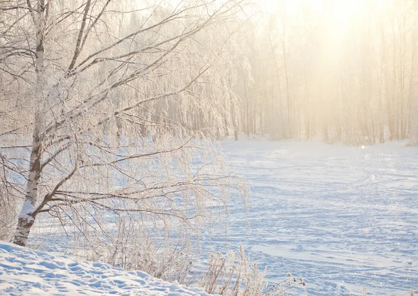 Magische Winter forest — Stockfoto