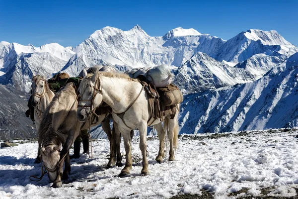 Rumaki na przełęczy Karaturek w tle Mount Belukha, Al — Zdjęcie stockowe