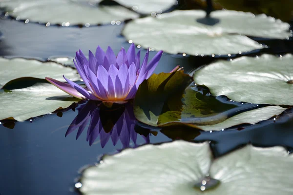 Violet water lily — Stock Photo, Image