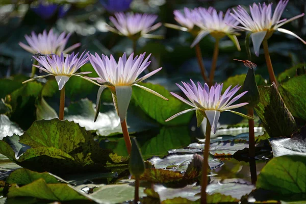 Water lilies — Stock Photo, Image