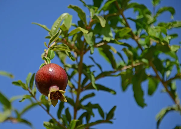 Pomegranate tree branch — Stock Photo, Image