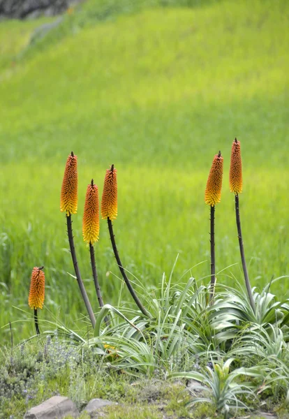 Kniphofia uvaria λουλούδια — Φωτογραφία Αρχείου