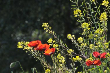 Bahar büyüme bakış