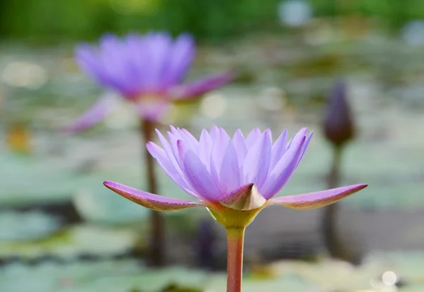 Violet water lily — Stock Photo, Image