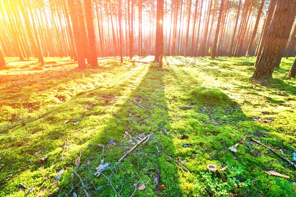 Salida del sol en el bosque de pinos —  Fotos de Stock