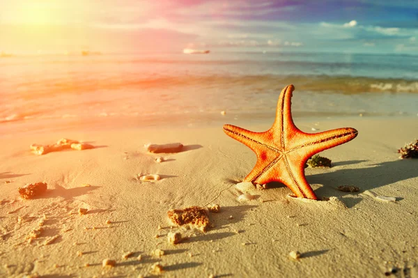 Starfish na bela praia — Fotografia de Stock