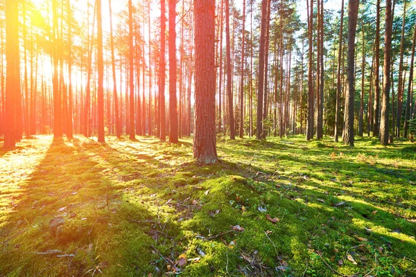 松树林的日出 — 图库照片