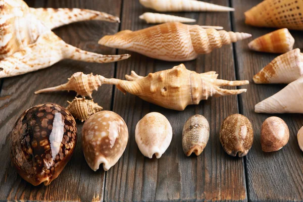 Seashells collection still life — Stock Photo, Image